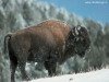 miniatura_Animals__Bison_01 copia